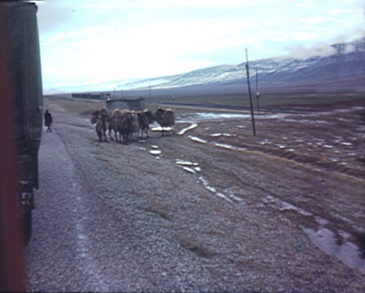 Camels & train nr. Gölbasi, southern Turkey